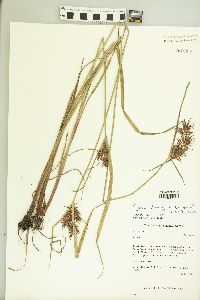 Cyperus diamantinus image