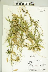 Lathyrus latifolius image