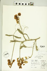 Lathyrus latifolius image