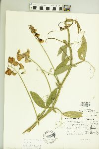 Lathyrus latifolius image