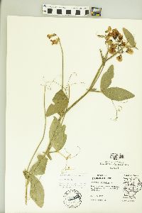 Lathyrus latifolius image