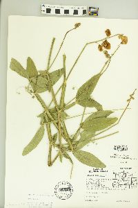 Lathyrus latifolius image