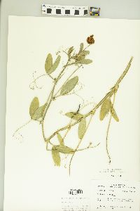 Lathyrus latifolius image