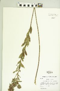 Lespedeza capitata image