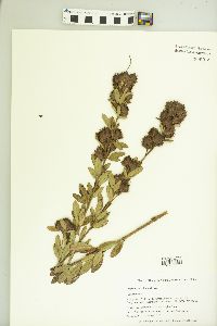 Lespedeza capitata image