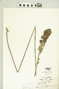 Lespedeza capitata image