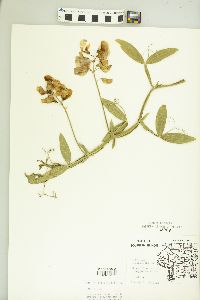 Lathyrus latifolius image