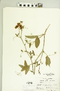 Lathyrus latifolius image