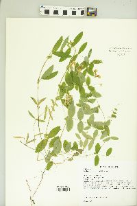 Lathyrus palustris image