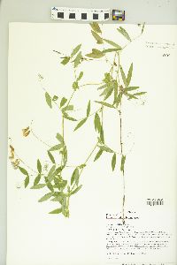 Lathyrus palustris image