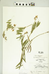 Lathyrus palustris image