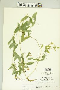 Lathyrus palustris image