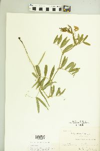 Lathyrus palustris image