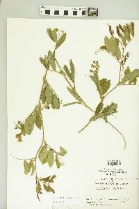 Lathyrus palustris image