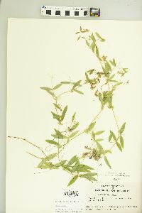 Lathyrus palustris image