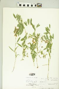 Lathyrus palustris image