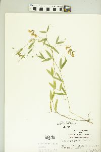 Lathyrus myrtifolius image