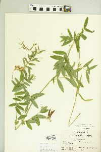 Lathyrus palustris image