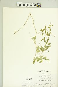 Lathyrus palustris image