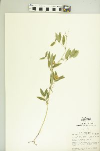 Lathyrus lanszwertii image