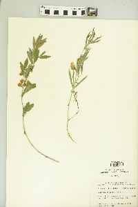 Lathyrus lanszwertii var. leucanthus image