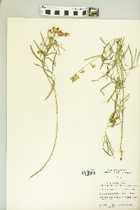 Lathyrus graminifolius image