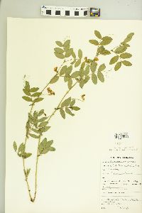 Lathyrus lanszwertii image