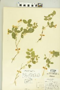 Lathyrus pauciflorus image