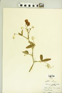 Lathyrus odoratus image