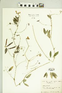 Lathyrus palustris image