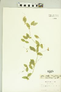 Lathyrus palustris var. myrtifolius image