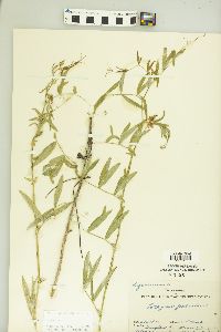 Lathyrus palustris image