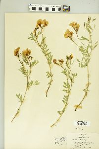 Lathyrus rigidus image