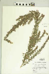 Lespedeza cuneata image