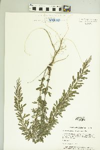 Lespedeza cuneata image