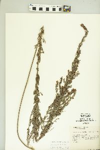 Lespedeza cuneata image
