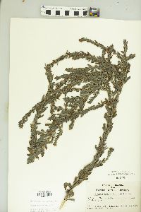 Lespedeza cuneata image