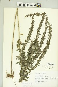 Lespedeza cuneata image