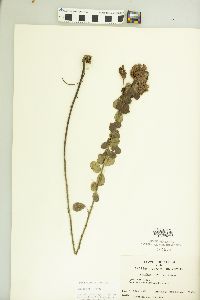 Lespedeza hirta image