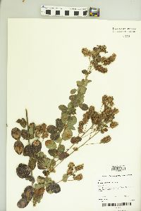 Lespedeza hirta image