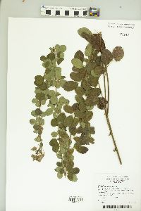 Lespedeza hirta image