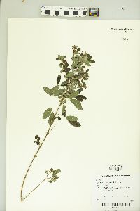 Lespedeza intermedia image