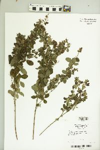 Lespedeza intermedia image