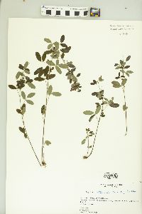 Lespedeza frutescens image