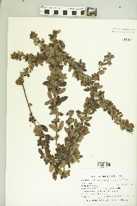 Lespedeza frutescens image