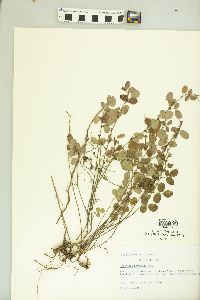 Lespedeza × nuttallii image