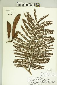 Leucaena esculenta image