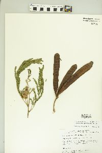 Leucaena leucocephala image