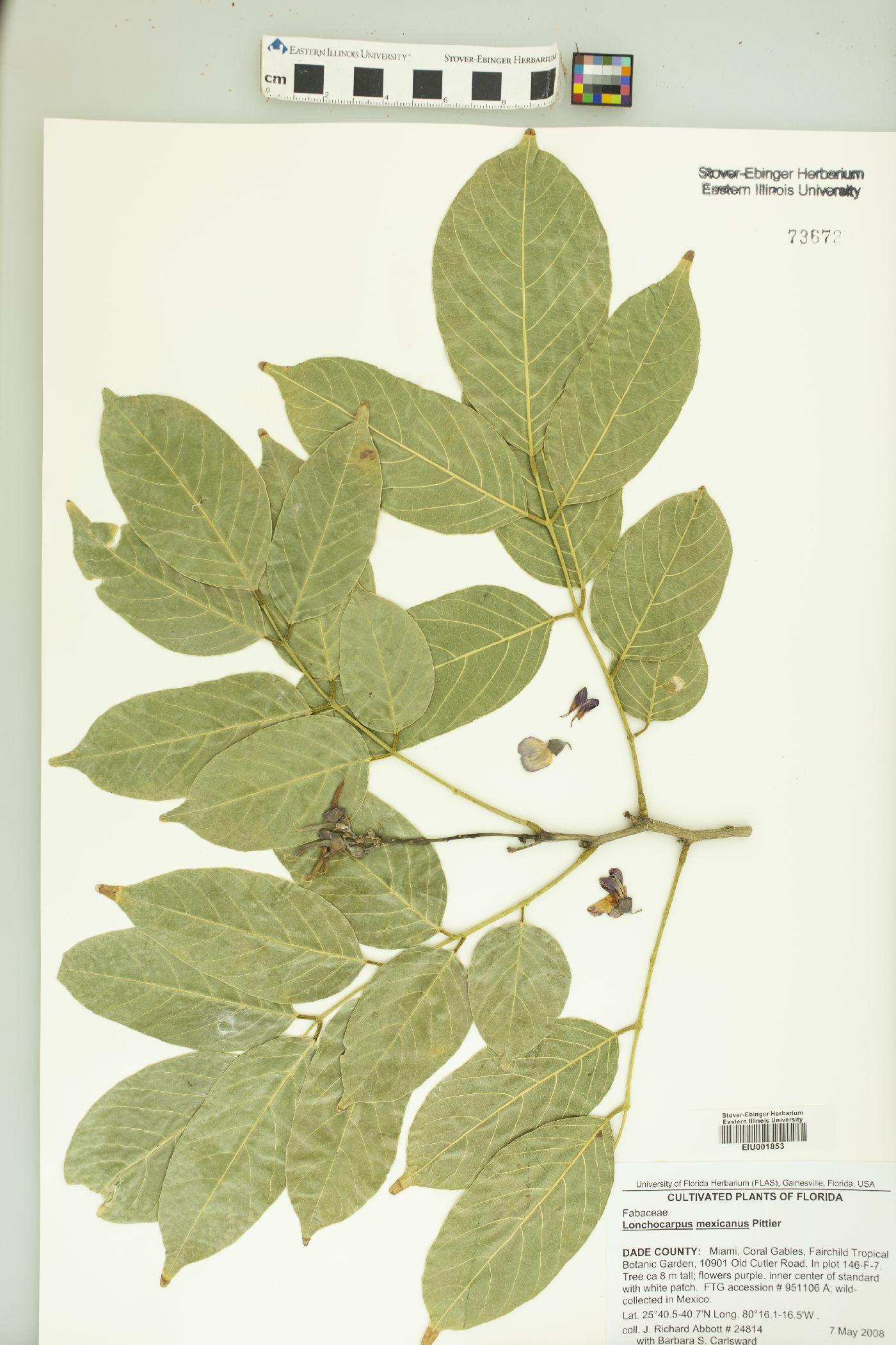 Lonchocarpus mexicanus image