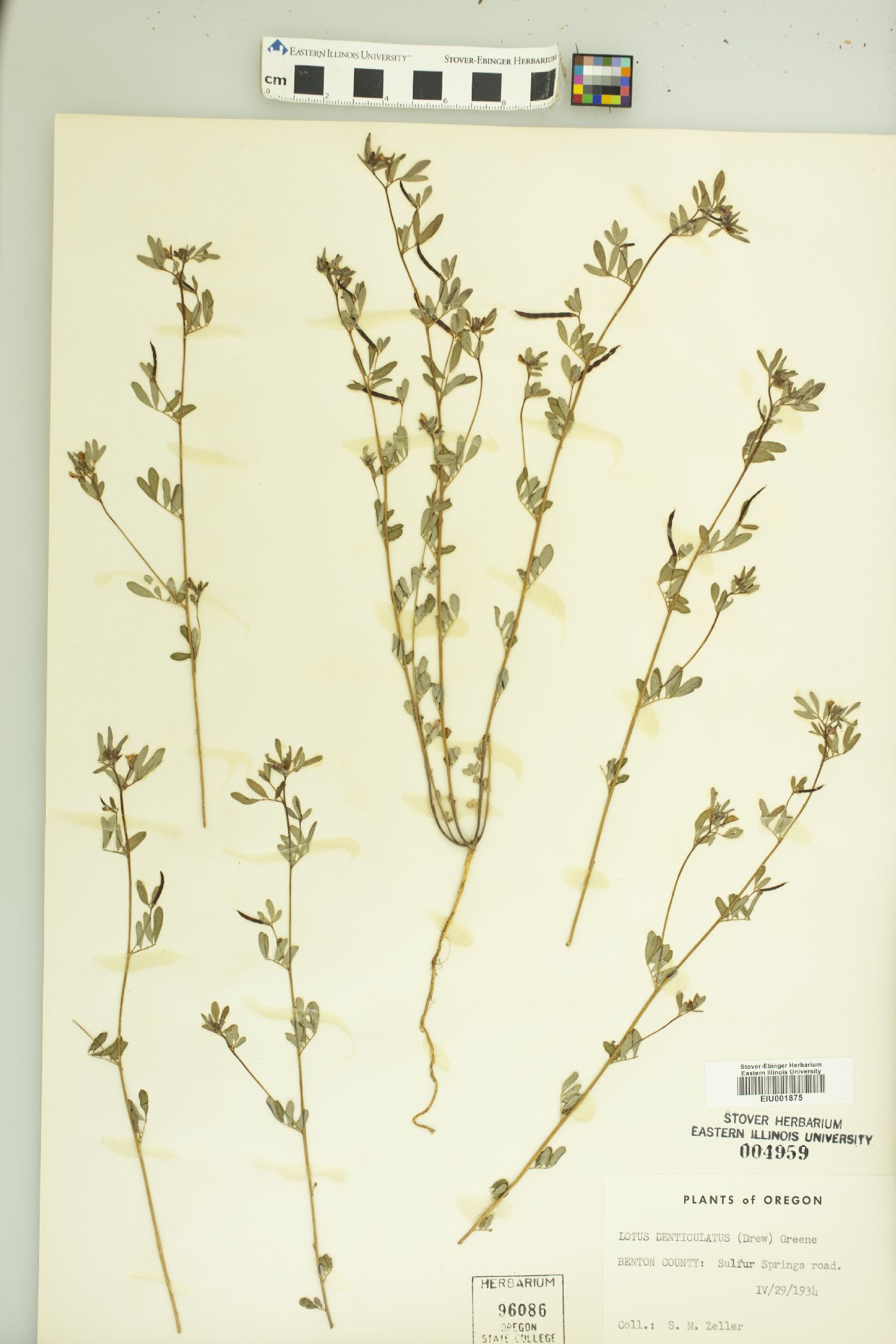 Lotus denticulatus image